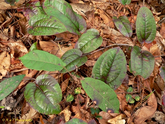 {Smilax pumila}